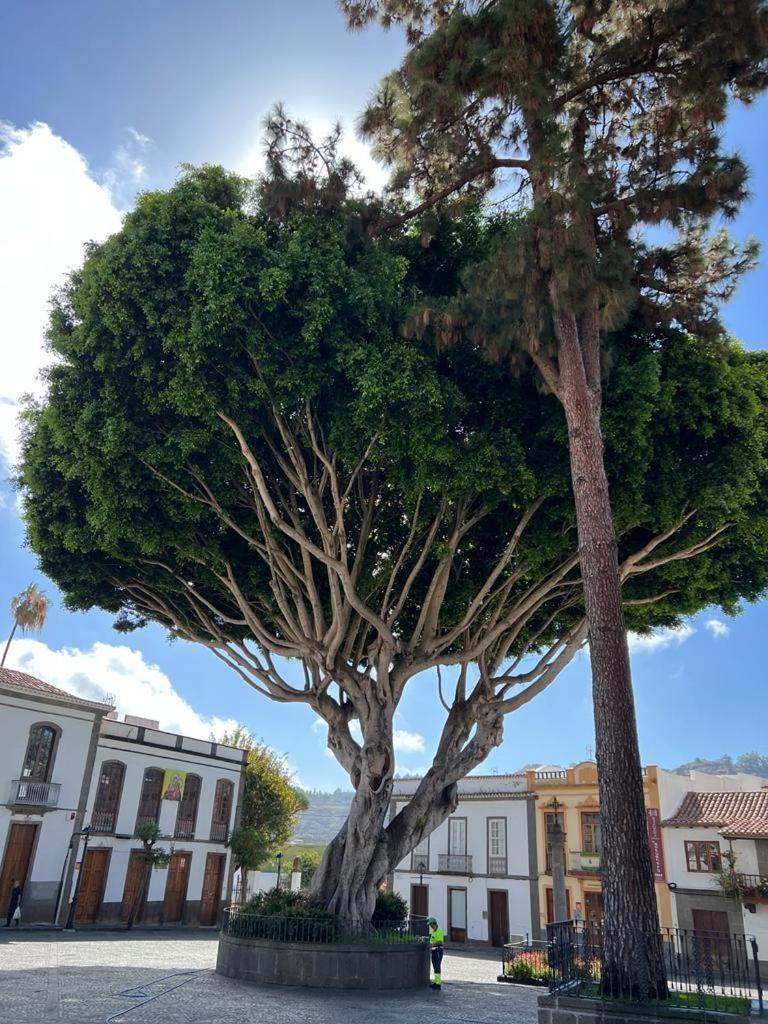 Casa En Teror Centrica Turismo De Ciudad Y Bosques Daire Dış mekan fotoğraf